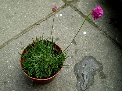 Armeria maritima photo