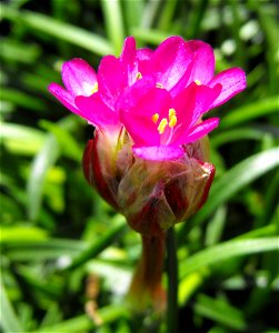 Armeria maritima at the San Diego Home & Garden Show, California, USA. Identified by exhibitor's sign.