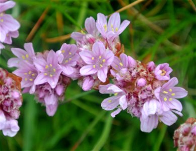 Armeria maritima (Thrift) at Dunnet Head, Scotland. photo