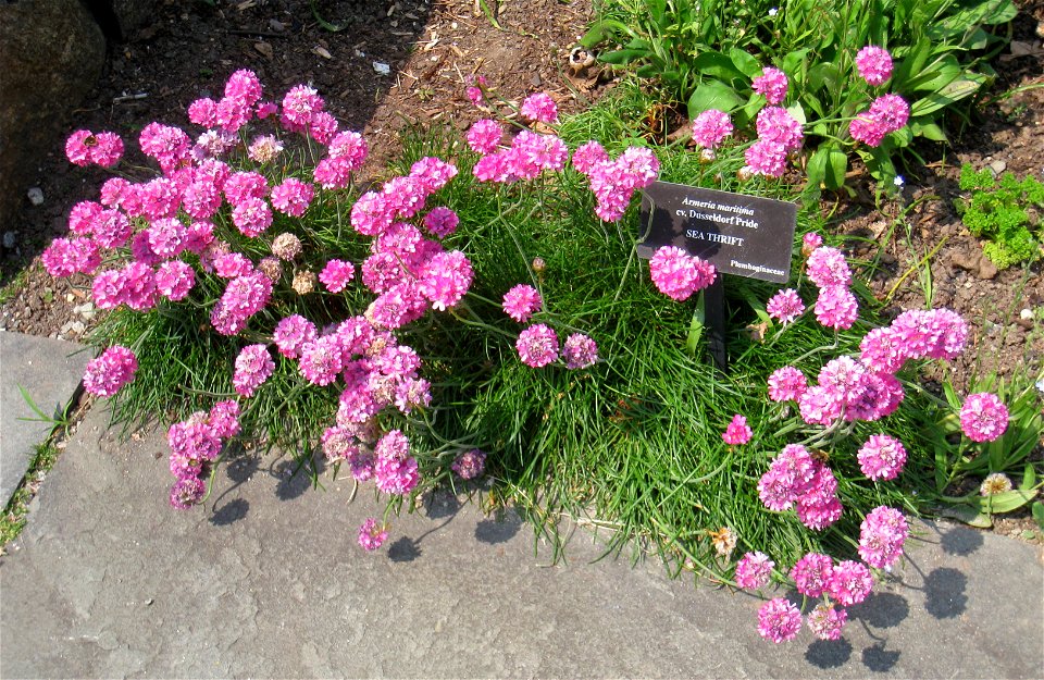 Armeria maritima, Tower Hill Botanic Garden, Boylston, Massachusetts, USA.