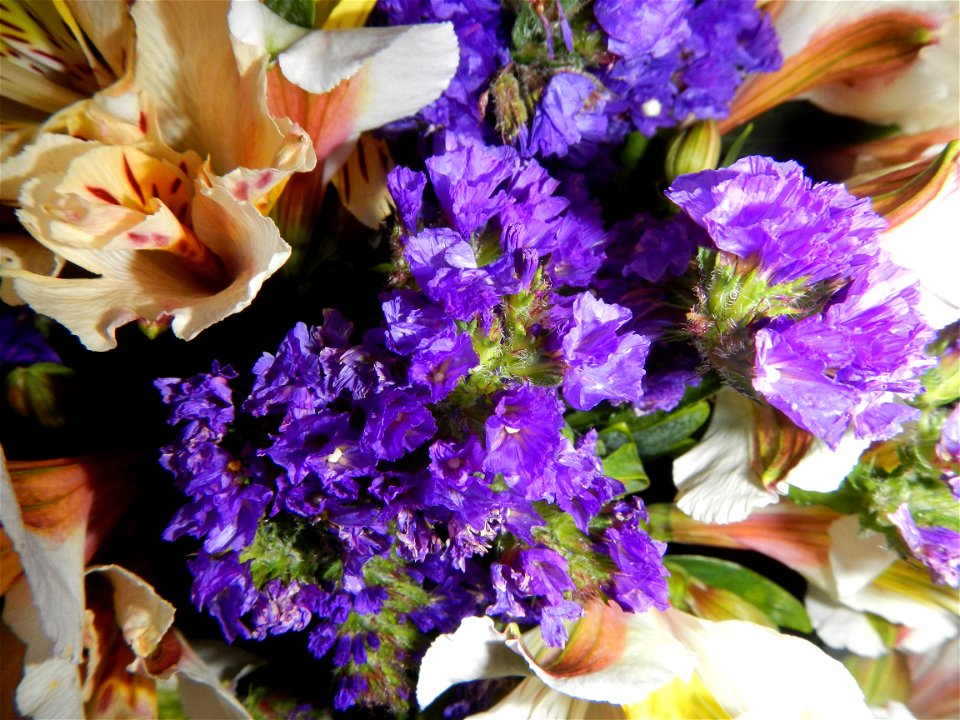 Close-ups of Alstroemeria flowers and Unidentified Limonium flowers.