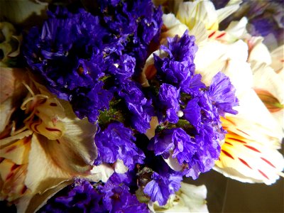 Close-ups of Alstroemeria flowers and Unidentified Limonium flowers.