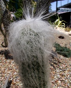 Cephalocereus senilis at the San Diego County Fair, California, USA. Identified by exhibitor's sign.
