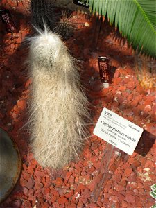 Cephalocereus senilis, in the United States Botanic Garden, Washington, DC, USA.