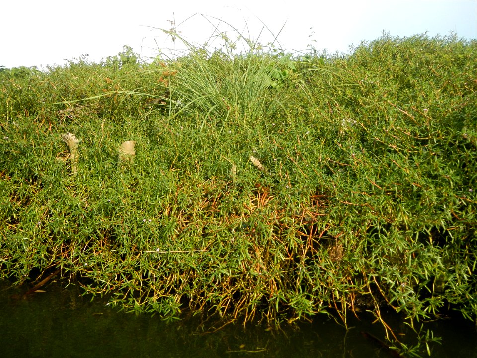 Sesuvium_portulacastrum Aizoaceae Dampalit Sesuvium portulacastrum Linn. Shoreline Seapurslane Hai ma chi Sesuvium portulacastrum (Tagalog:Dampalit), commonly known as shoreline purslane or (ambiguous