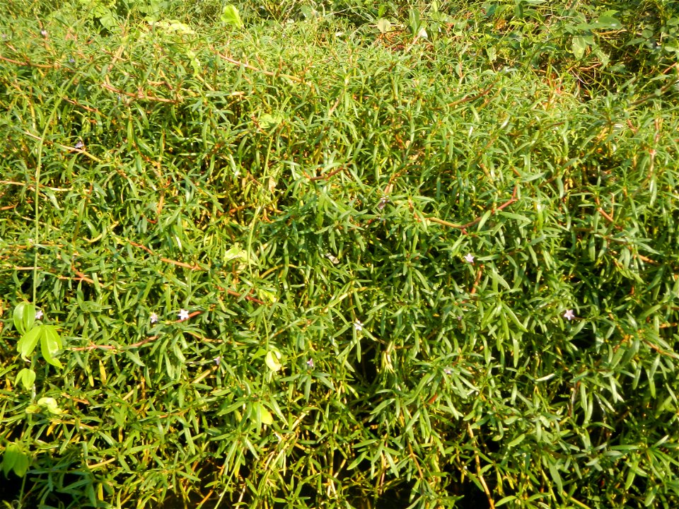 Sesuvium_portulacastrum Aizoaceae Dampalit Sesuvium portulacastrum Linn. Shoreline Seapurslane Hai ma chi Sesuvium portulacastrum (Tagalog:Dampalit), commonly known as shoreline purslane or (ambiguous