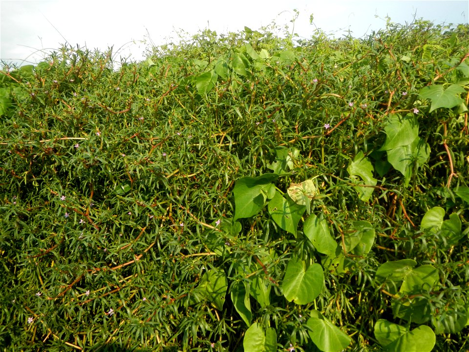 Sesuvium_portulacastrum Aizoaceae Dampalit Sesuvium portulacastrum Linn. Shoreline Seapurslane Hai ma chi Sesuvium portulacastrum (Tagalog:Dampalit), commonly known as shoreline purslane or (ambiguous