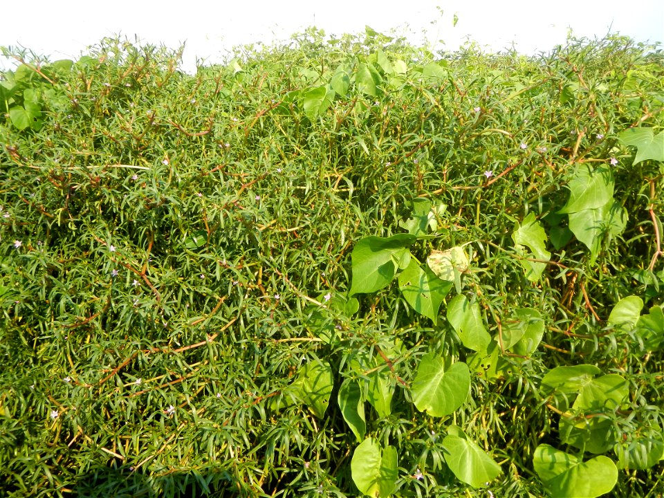 Sesuvium_portulacastrum Aizoaceae Dampalit Sesuvium portulacastrum Linn. Shoreline Seapurslane Hai ma chi Sesuvium portulacastrum (Tagalog:Dampalit), commonly known as shoreline purslane or (ambiguous