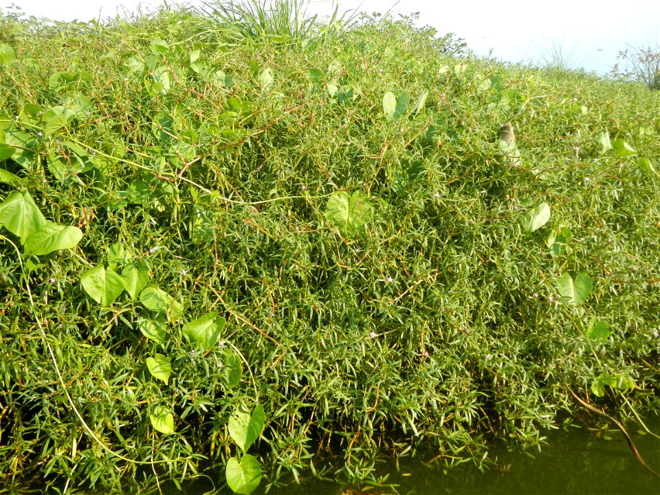 Sesuvium_portulacastrum Aizoaceae Dampalit Sesuvium portulacastrum Linn. Shoreline Seapurslane Hai ma chi Sesuvium portulacastrum (Tagalog:Dampalit), commonly known as shoreline purslane or (ambiguous
