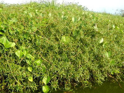 Sesuvium_portulacastrum Aizoaceae Dampalit Sesuvium portulacastrum Linn. Shoreline Seapurslane Hai ma chi Sesuvium portulacastrum (Tagalog:Dampalit), commonly known as shoreline purslane or (ambiguous