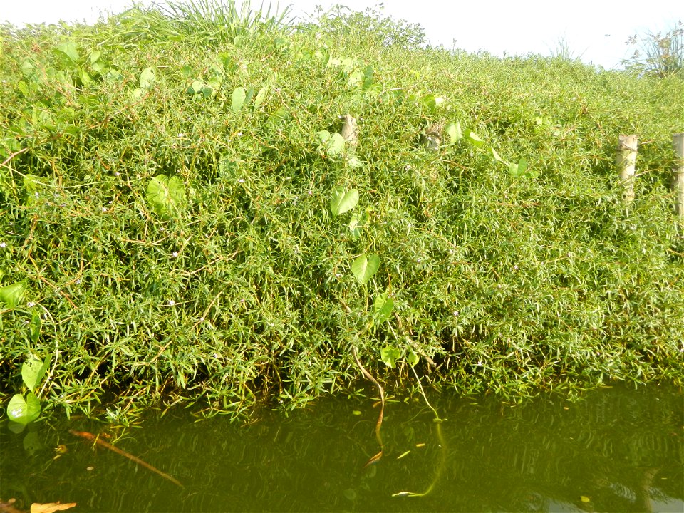Sesuvium_portulacastrum Aizoaceae Dampalit Sesuvium portulacastrum Linn. Shoreline Seapurslane Hai ma chi Sesuvium portulacastrum (Tagalog:Dampalit), commonly known as shoreline purslane or (ambiguous