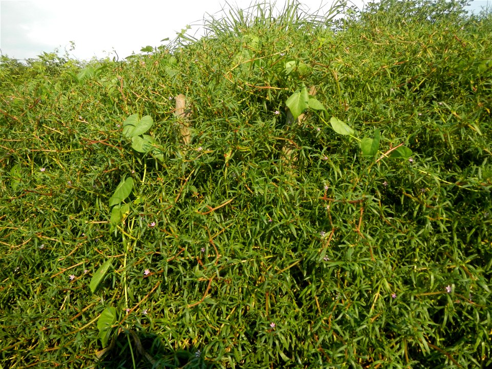 Sesuvium_portulacastrum Aizoaceae Dampalit Sesuvium portulacastrum Linn. Shoreline Seapurslane Hai ma chi Sesuvium portulacastrum (Tagalog:Dampalit), commonly known as shoreline purslane or (ambiguous