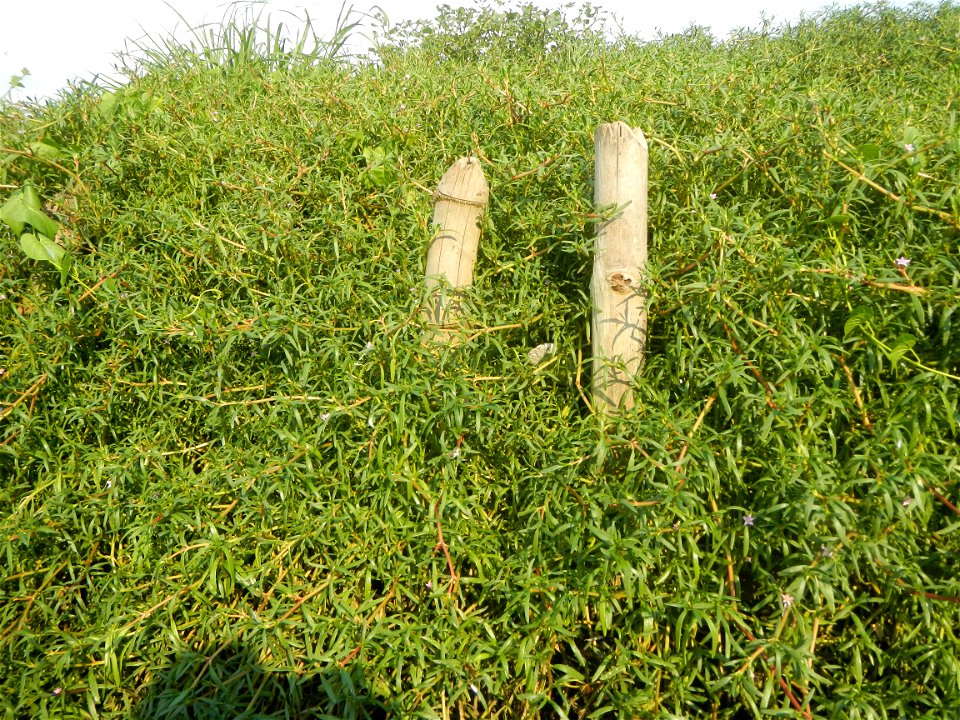 Sesuvium_portulacastrum Aizoaceae Dampalit Sesuvium portulacastrum Linn. Shoreline Seapurslane Hai ma chi Sesuvium portulacastrum (Tagalog:Dampalit), commonly known as shoreline purslane or (ambiguous