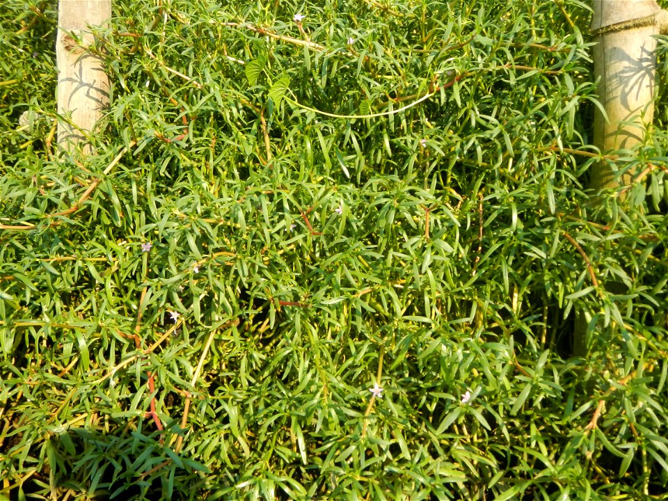 Sesuvium_portulacastrum Aizoaceae Dampalit Sesuvium portulacastrum Linn. Shoreline Seapurslane Hai ma chi Sesuvium portulacastrum (Tagalog:Dampalit), commonly known as shoreline purslane or (ambiguous
