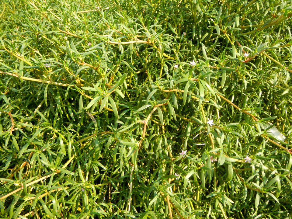 Sesuvium_portulacastrum Aizoaceae Dampalit Sesuvium portulacastrum Linn. Shoreline Seapurslane Hai ma chi Sesuvium portulacastrum (Tagalog:Dampalit), commonly known as shoreline purslane or (ambiguous