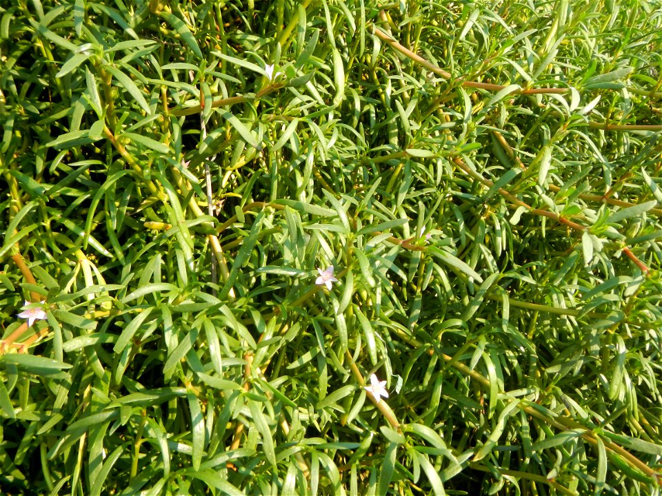 Sesuvium_portulacastrum Aizoaceae Dampalit Sesuvium portulacastrum Linn. Shoreline Seapurslane Hai ma chi Sesuvium portulacastrum (Tagalog:Dampalit), commonly known as shoreline purslane or (ambiguous