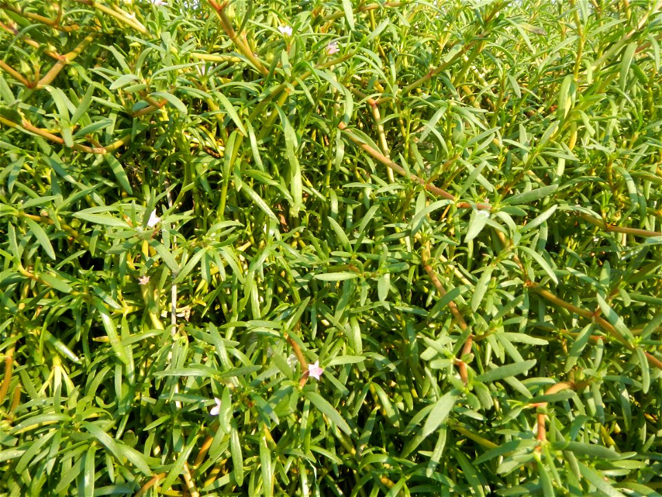 Sesuvium_portulacastrum Aizoaceae Dampalit Sesuvium portulacastrum Linn. Shoreline Seapurslane Hai ma chi Sesuvium portulacastrum (Tagalog:Dampalit), commonly known as shoreline purslane or (ambiguous