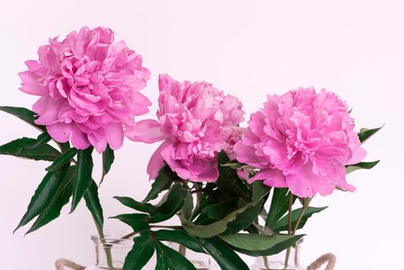 Flowers pink flowers filled blossoms