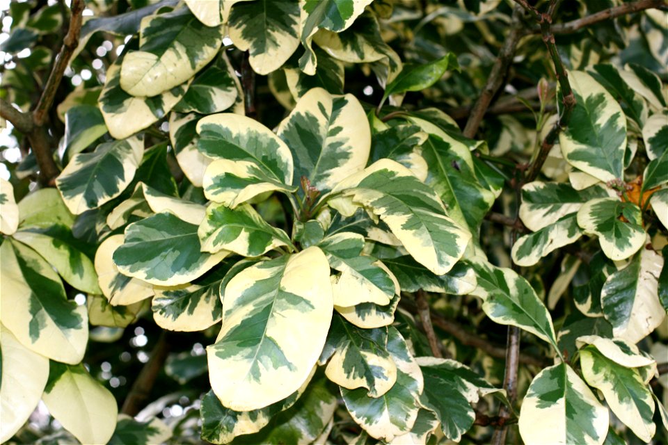 Variegata - a variegated cultivar sold in New Zealand as Pisonia brunoniana (Parapara, Bird-catcher tree), Auckland New Zealand. Appears identical to a cultivar sold as Pisonia umbellifera elsewhere.