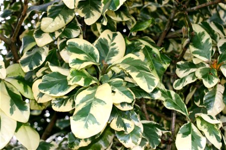 Variegata - a variegated cultivar sold in New Zealand as Pisonia brunoniana (Parapara, Bird-catcher tree), Auckland New Zealand. Appears identical to a cultivar sold as Pisonia umbellifera elsewhere.