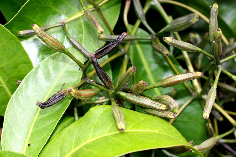 fruit of Pisonia brunoniana (Parapara, Bird-catcher tree), Auckland New Zealand. The seeds turn black and sticky as they ripen.