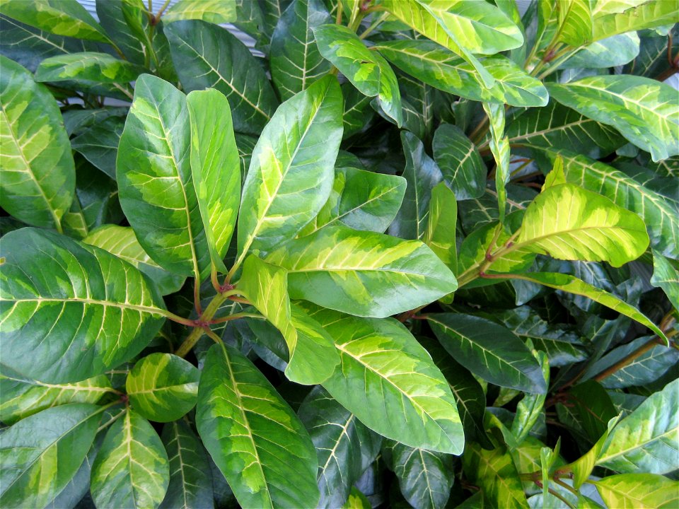 Savoy Cream, a variegated cultivar of Pisonia brunoniana (Parapara, Bird-catcher tree), Auckland New Zealand.