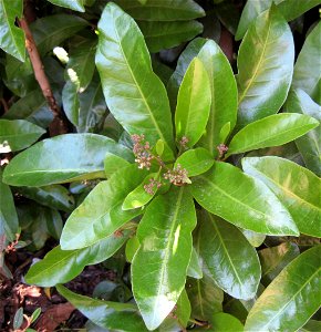 foliage and flowers of Pisonia brunoniana, Auckland New Zealand. Familia: Nyctaginaceae, New Zealand, Polynesia, including Hawaii. Common name: Parapara (New Zealand English, Māori), Bird-catching tre