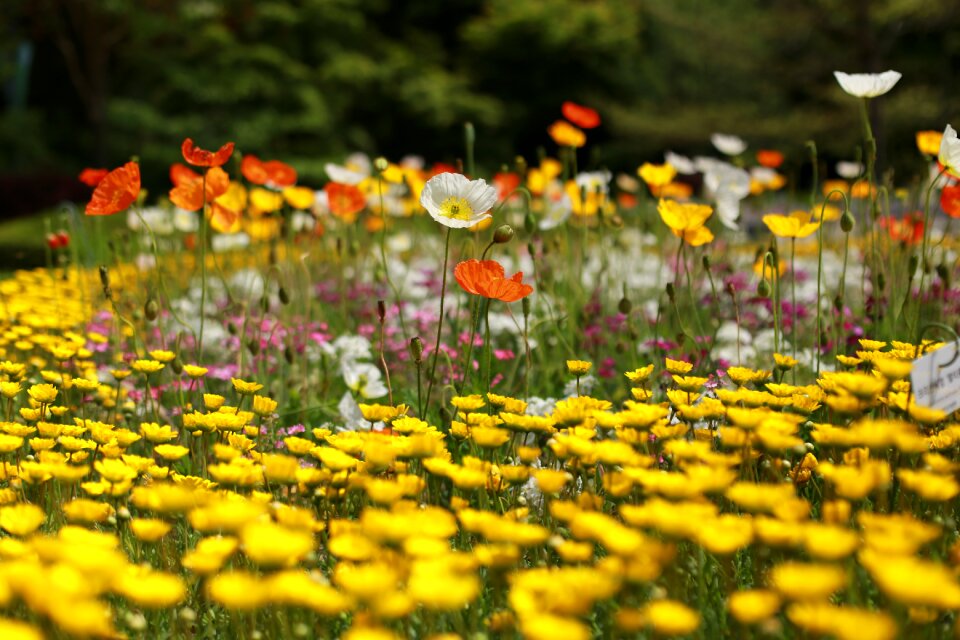 Plants summer garden