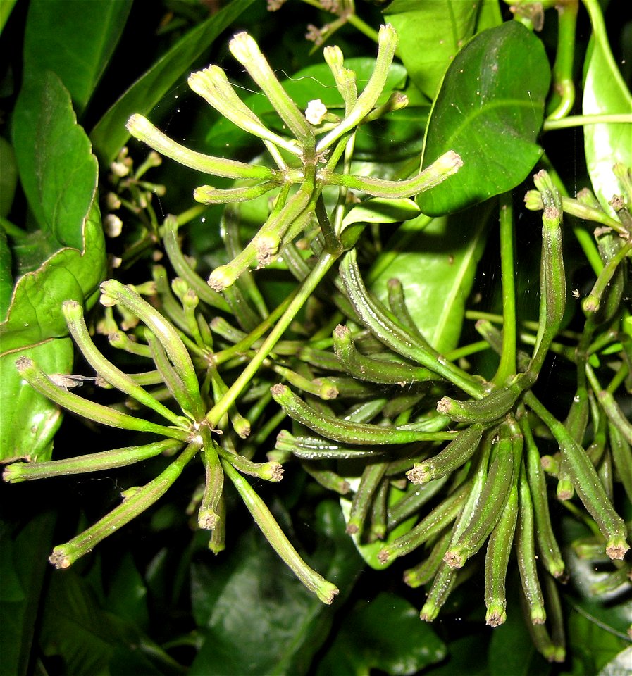 immature fruit of Pisonia brunoniana, Auckland New Zealand. Familia: Nyctaginaceae, New Zealand, Polynesia, including Hawaii. Common name: Parapara (New Zealand English, Māori), Bird-catching tree. Na