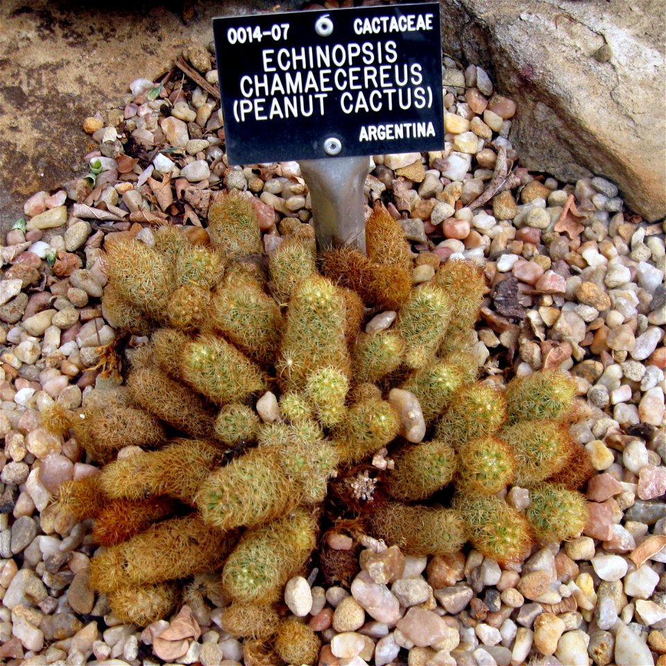 en:Mammillaria elongata photographed at Durham University Botanic Garden on 3 June 2009.