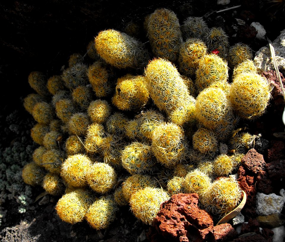 A photograph of Mammillaria elongata.