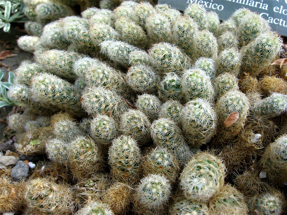 A picture of Mammillaria elongata.