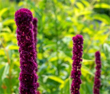 Amaranthe hybridus L, Fat spikes, Amaranthe rouge, Jardin botanique Roger-Van den Hende, is a 6-hectare botanical garden managed by Laval University in Quebec, Canada.