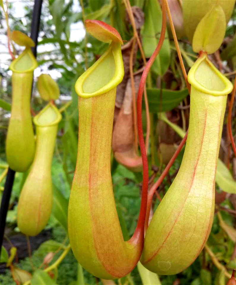 Nepenthes alata pitchers.