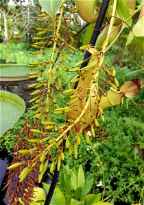 Nepenthes alata unbudded flowers.
