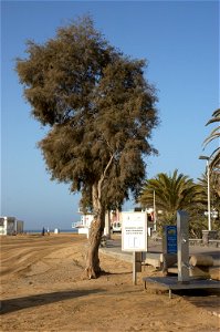 At the beach of Maspalomas, a tamarix (africana or aphylla?), a place to wash your feets, but soap is forbidden. Looking direction SW


Camera location27° 44′ 11.1″ N, 15° 35′&#160
