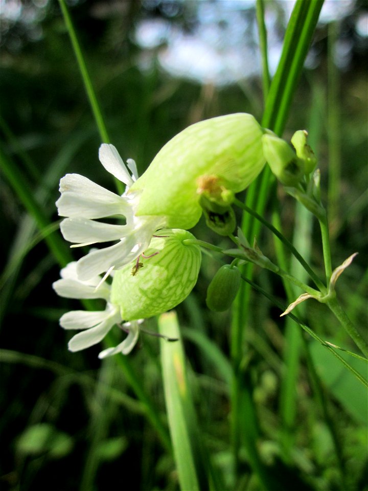 Taubenkropf-Leimkraut (Silene vulgaris) im Hockenheimer Rheinbogen