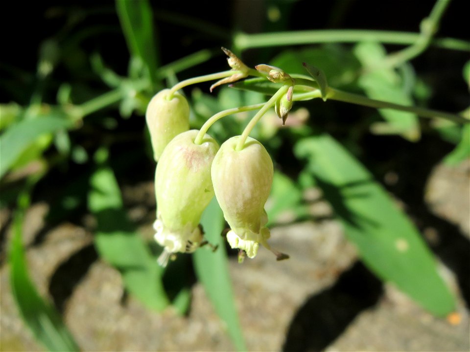 Taubenkropf-Leimkraut (Silene vulgaris) am Bahnhof Hockenheim