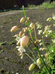 Taubenkropf-Leimkraut (Silene vulgaris) am Bahnhof Hockenheim