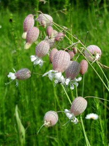 Taubenkropf-Leimkraut (Silene vulgaris) in den Horststückern im Landschaftsschutzgebiet Hockenheimer Rheinbogen