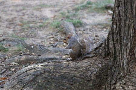 Wild nature dining