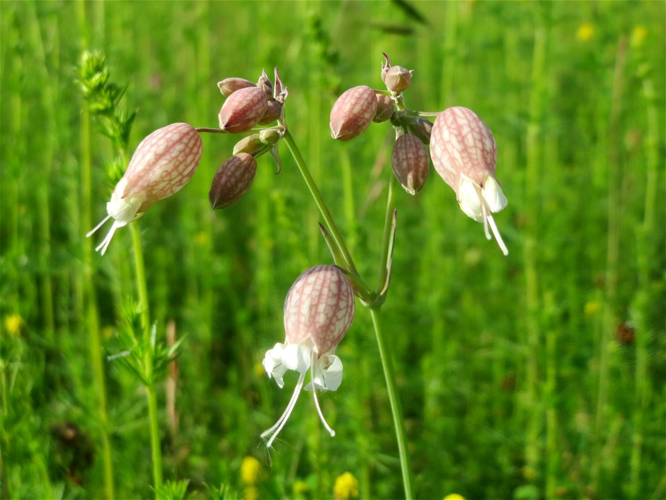 Taubenkropf-Leimkraut (Silene vulgaris) in den Horststückern im Landschaftsschutzgebiet Hockenheimer Rheinbogen