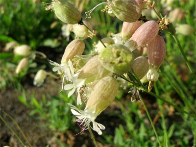 Taubenkropf-Leimkraut (Silene vulgaris) im Bahnhof Hockenheim