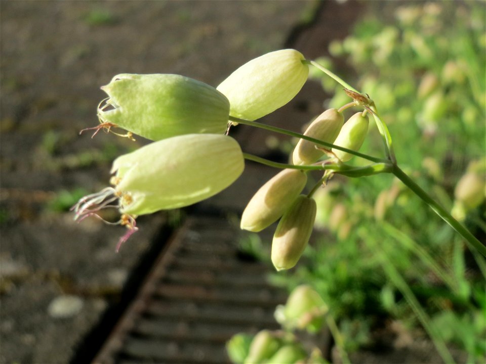 Taubenkropf-Leimkraut (Silene vulgaris) im Bahnhof Hockenheim