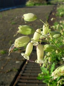 Taubenkropf-Leimkraut (Silene vulgaris) im Bahnhof Hockenheim