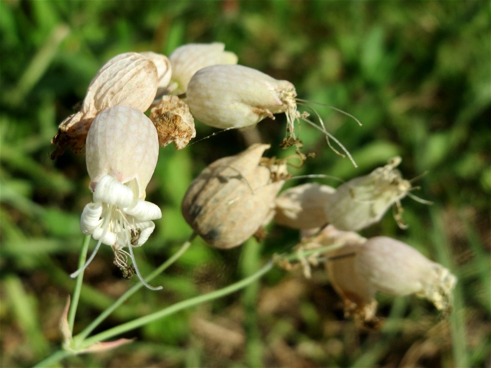 Taubenkropf-Leimkraut (Silene vulgaris) bei Altlußheim