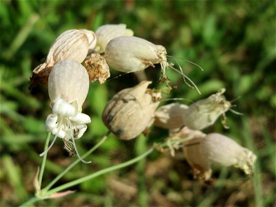 Taubenkropf-Leimkraut (Silene vulgaris) bei Altlußheim