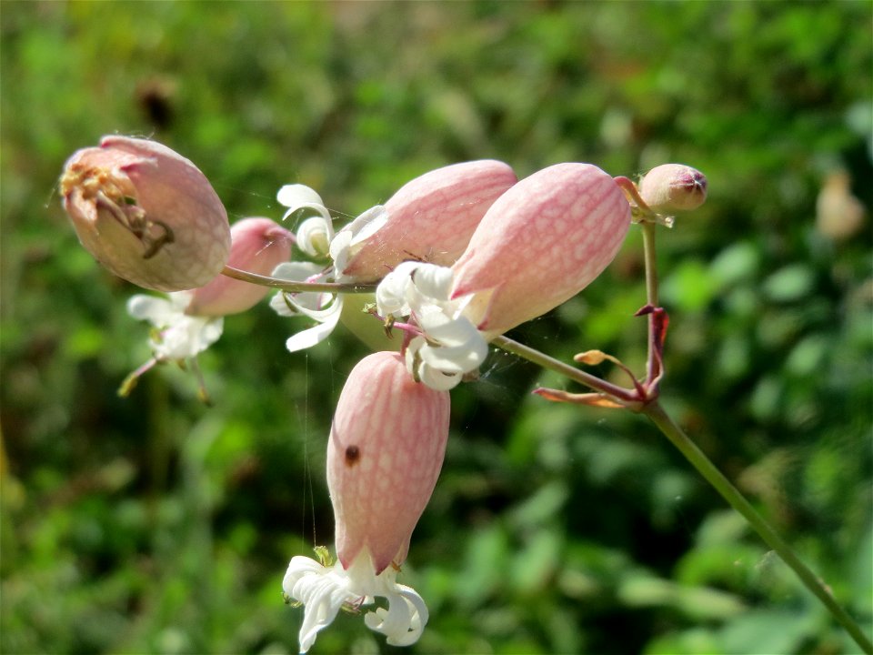 Taubenkropf-Leimkraut (Silene vulgaris) bei Altlußheim