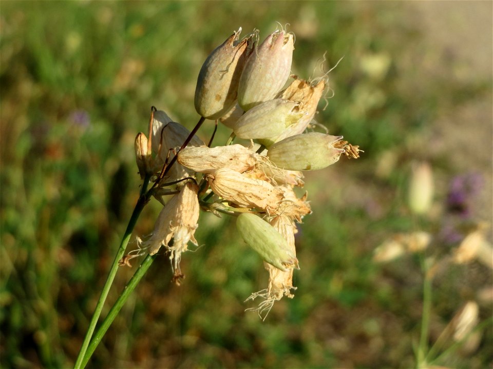 Taubenkropf-Leimkraut (Silene vulgaris) bei Altlußheim