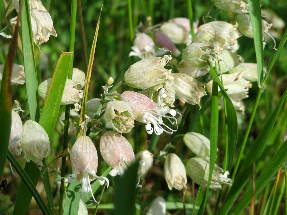 Taubenkropf-Leimkraut (Silene vulgaris) am Stadtrand von Hockenheim